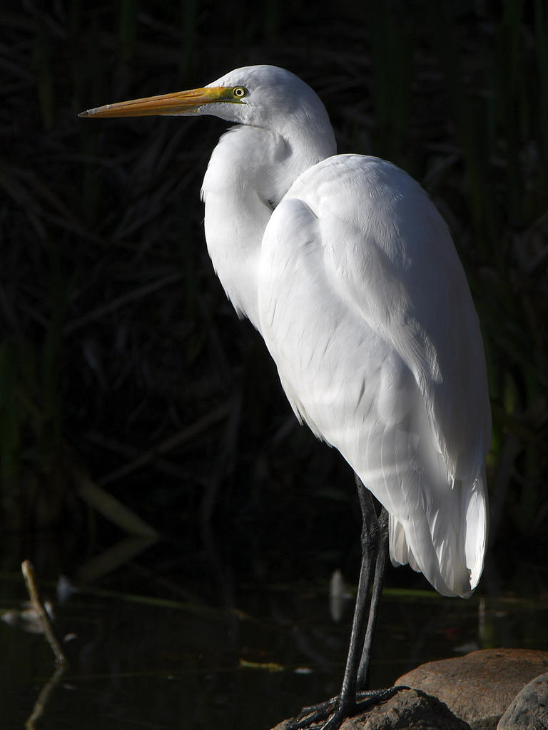 Egret.jpg