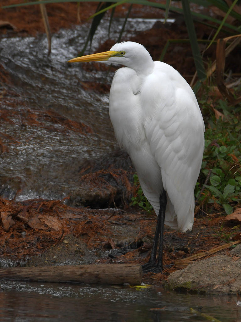Egret.jpg