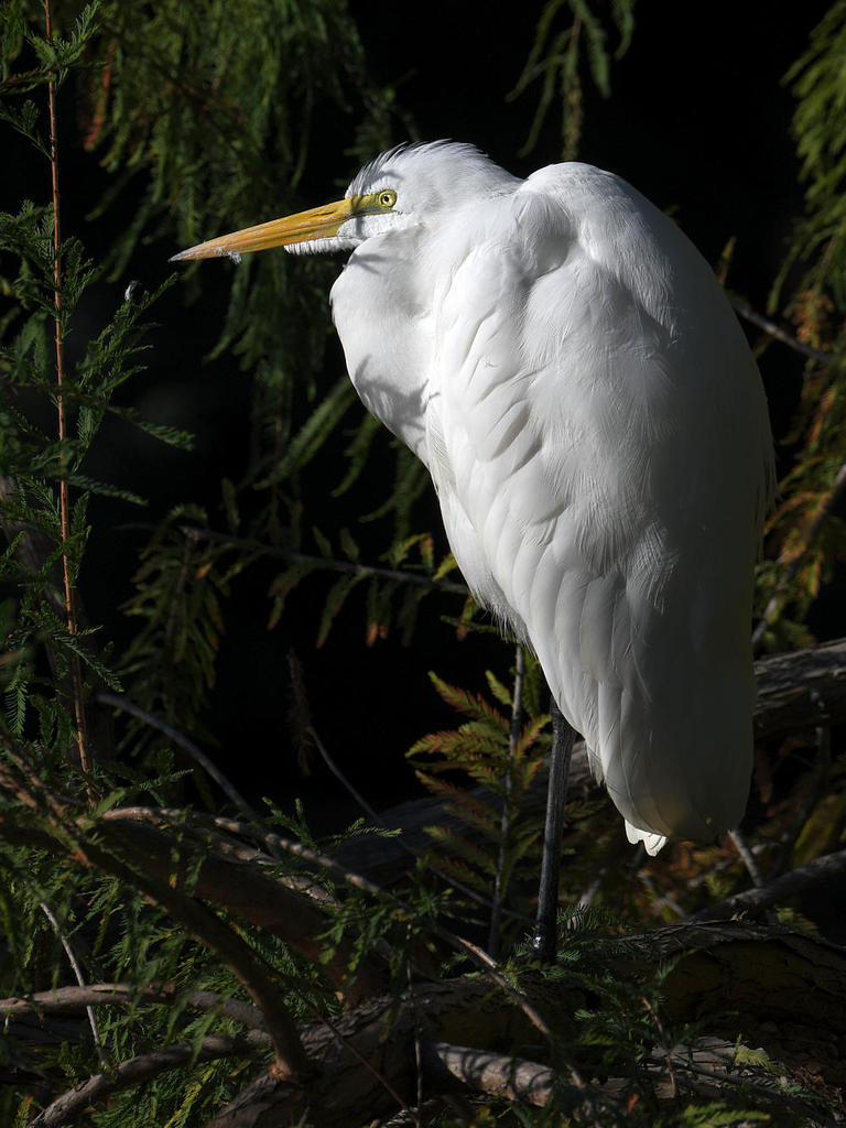 Egret.jpg