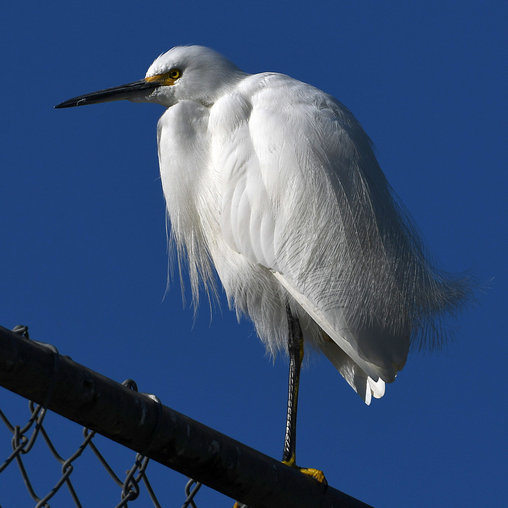 Egret.jpg