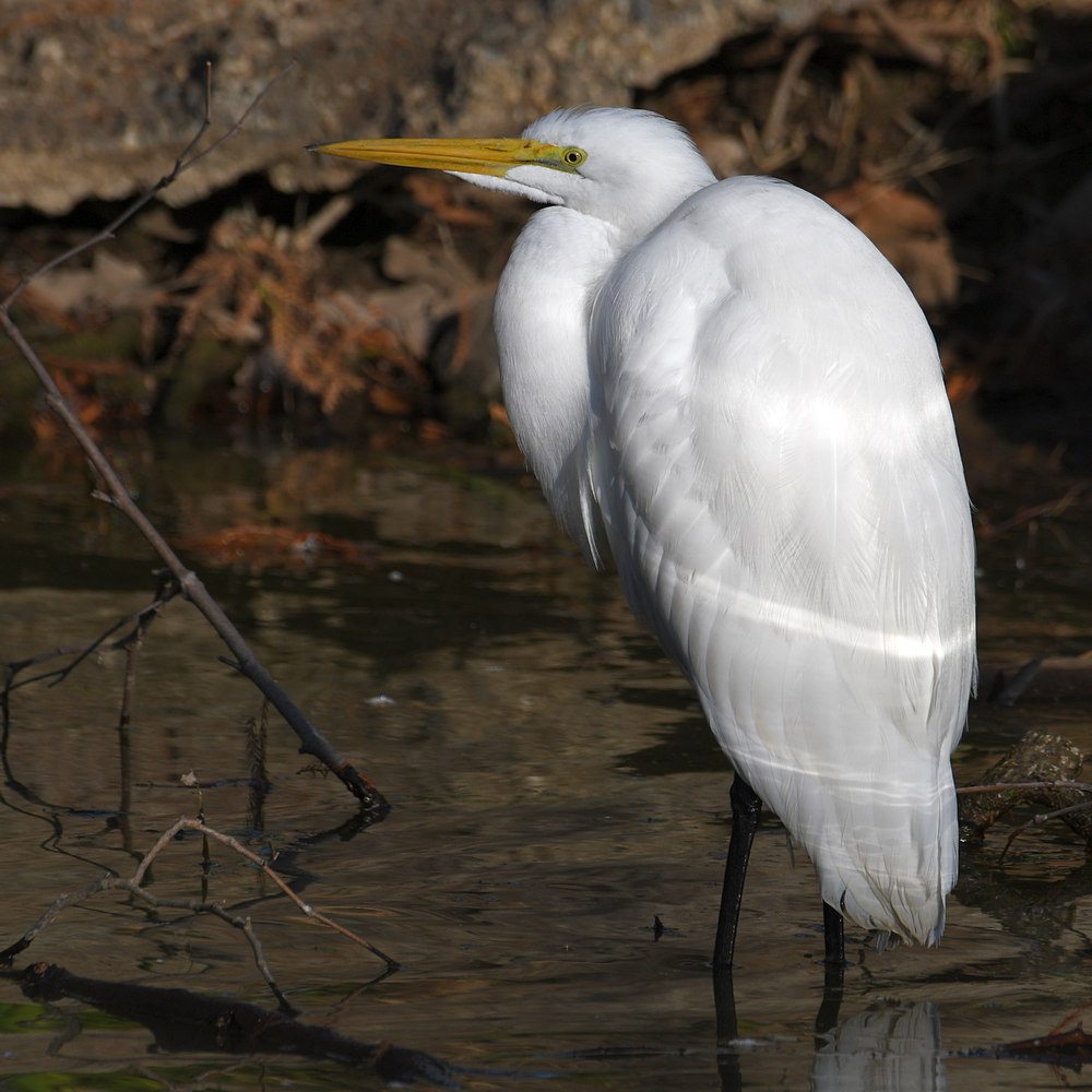 Egret.jpg