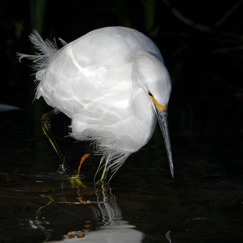 Egret.jpg