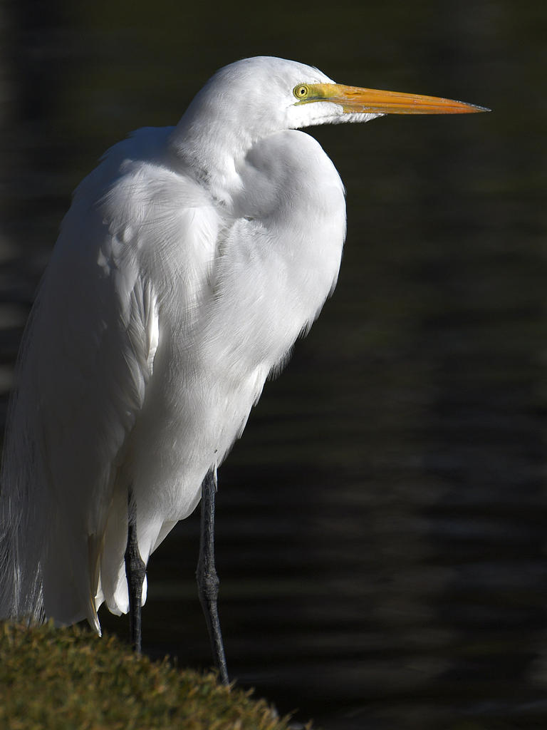 Egret.jpg
