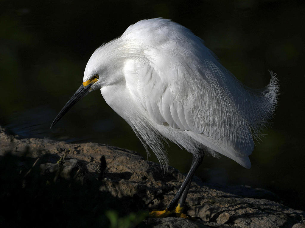 Egret.jpg