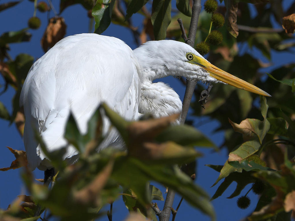 Egret.jpg