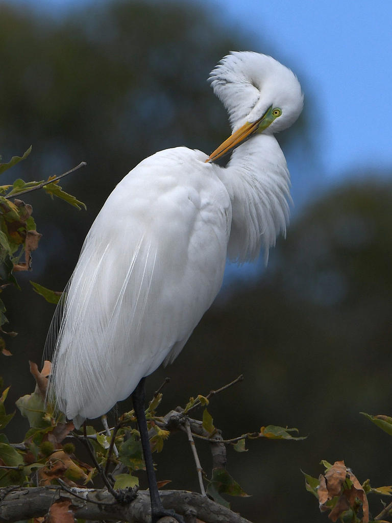 Egret.jpg