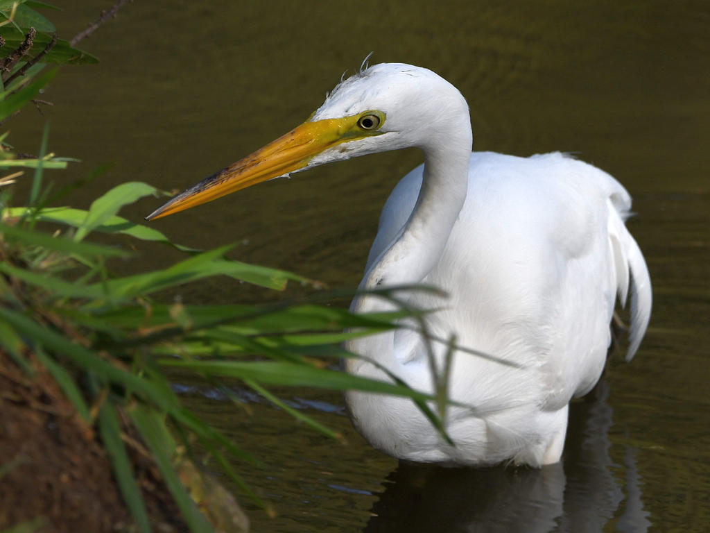 Egret.jpg