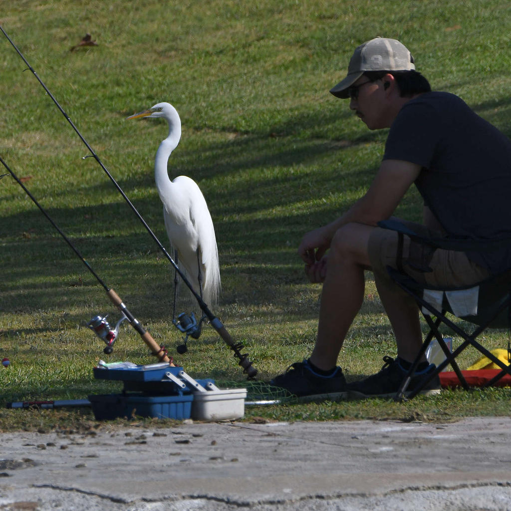 Egret.jpg