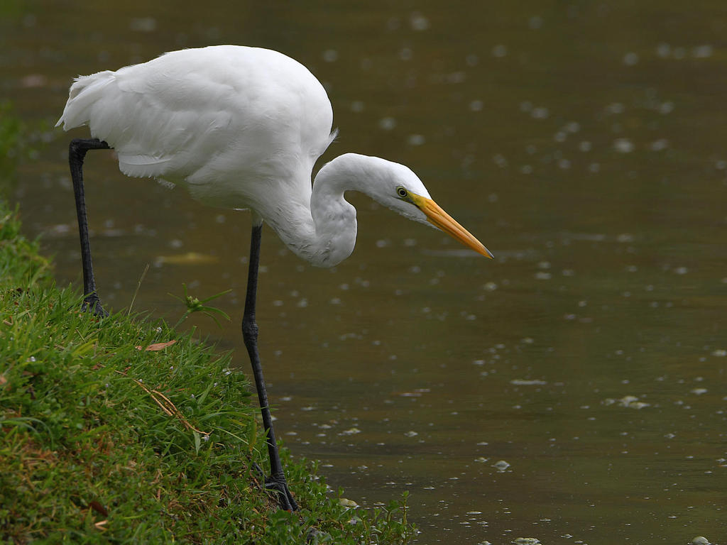 Egret.jpg