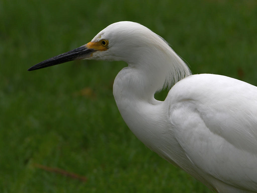 Egret.jpg
