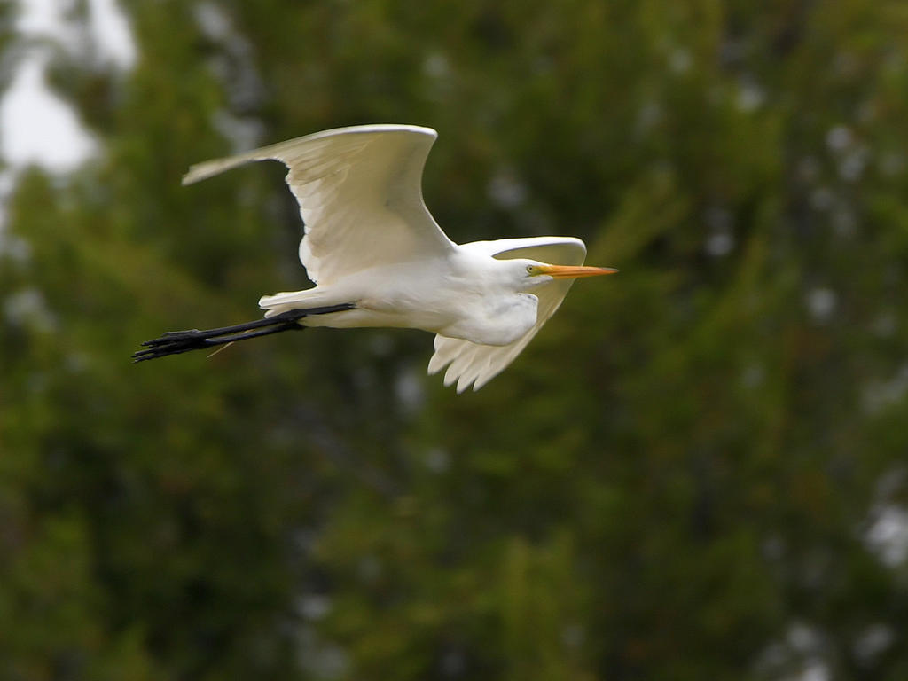 Egret.jpg