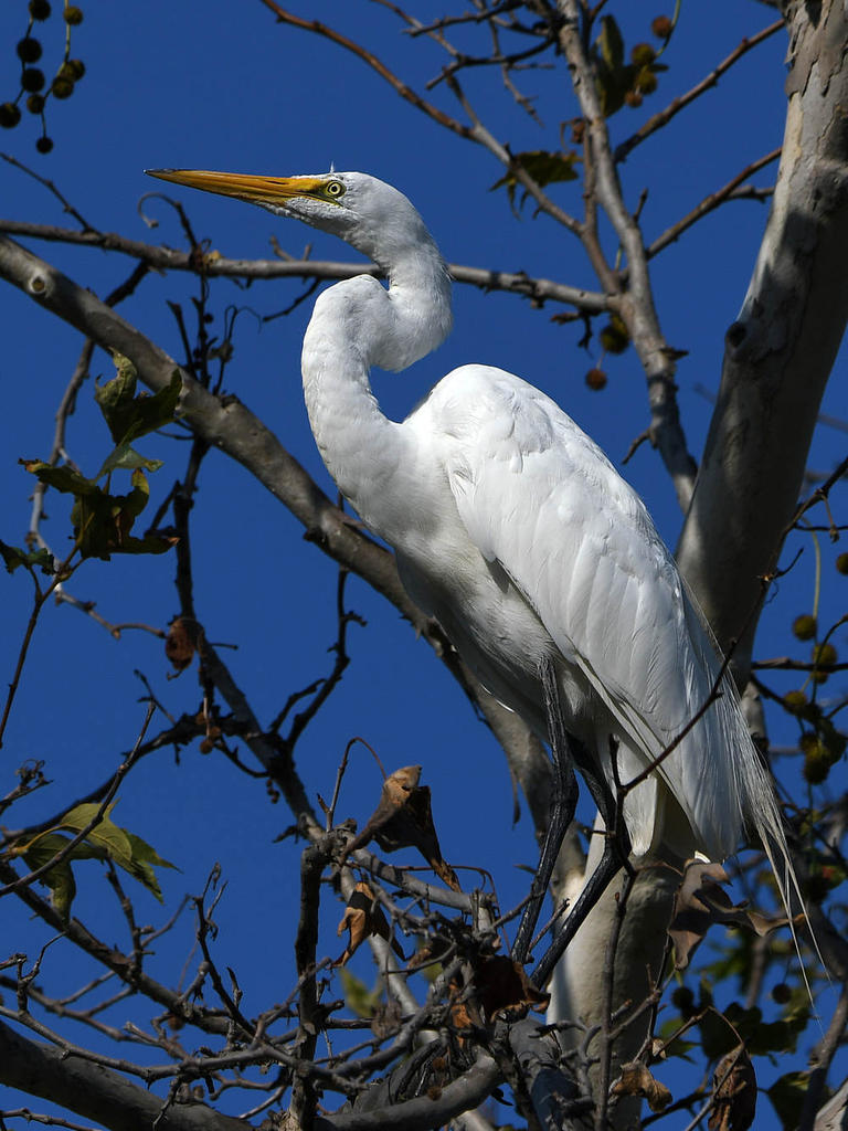 Egret.jpg