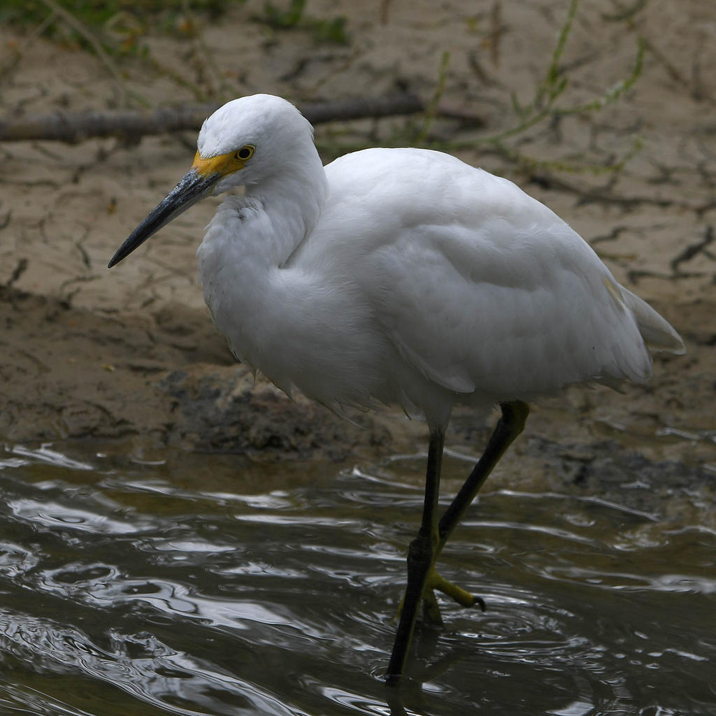 Egret.jpg