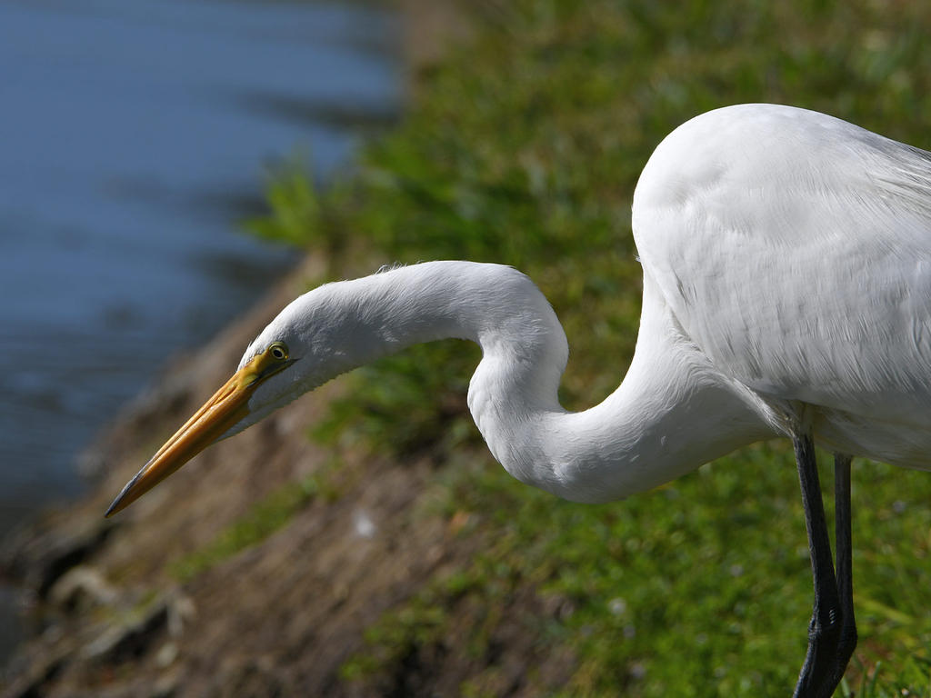 Egret.jpg
