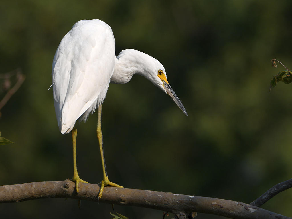 Egret.jpg