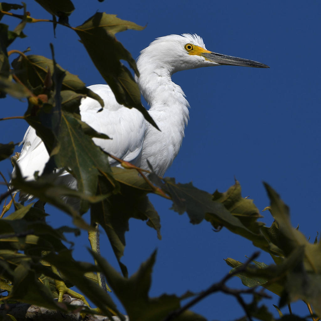 Egret.jpg