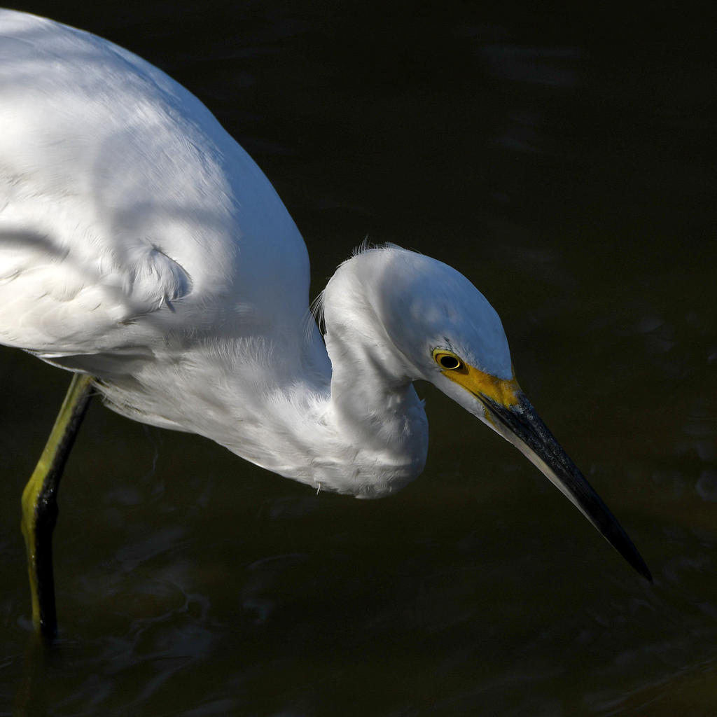 Egret.jpg