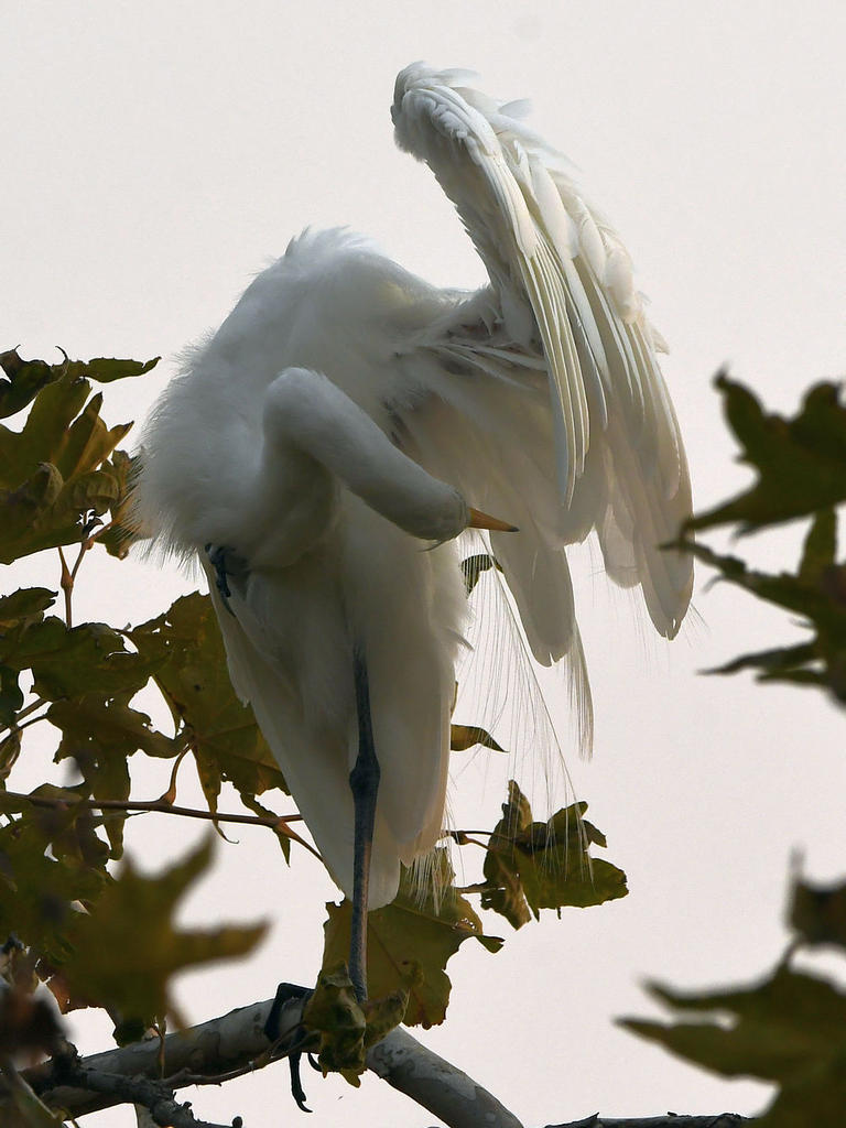 Egret.jpg