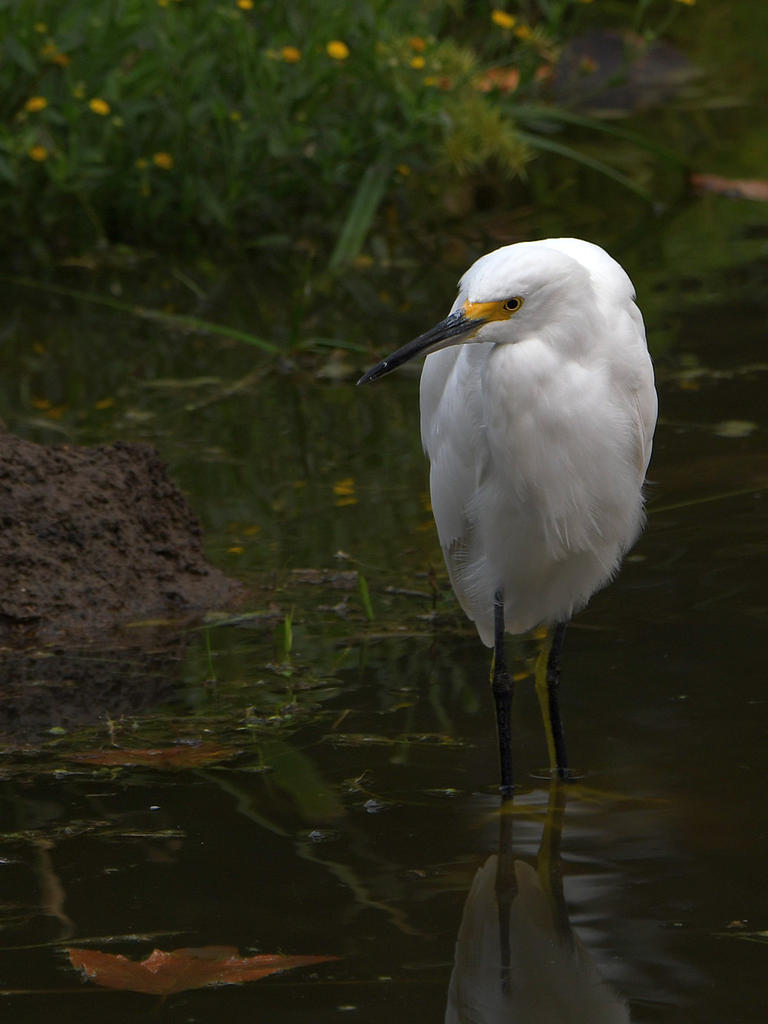 Egret.jpg
