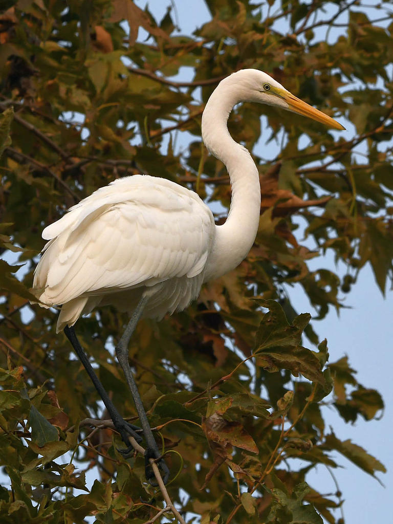 Egret.jpg
