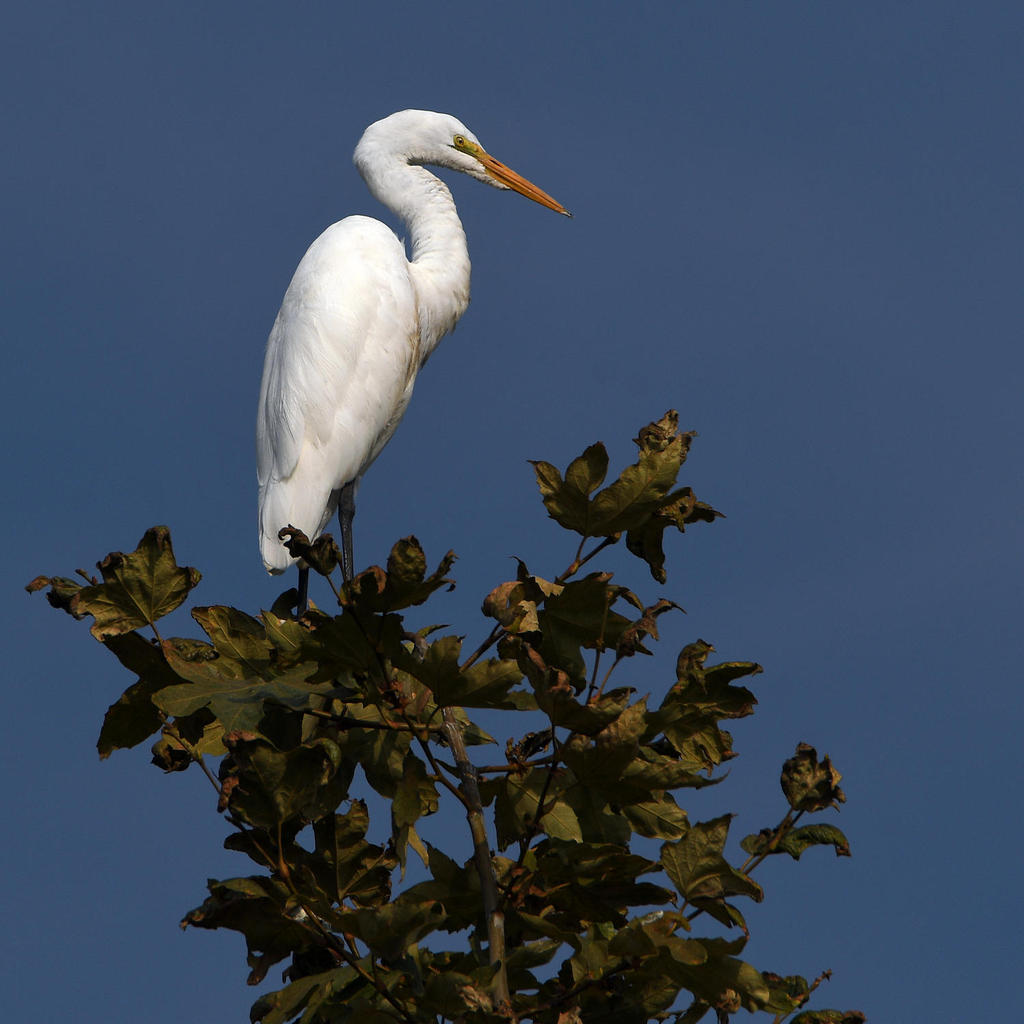 Egret.jpg