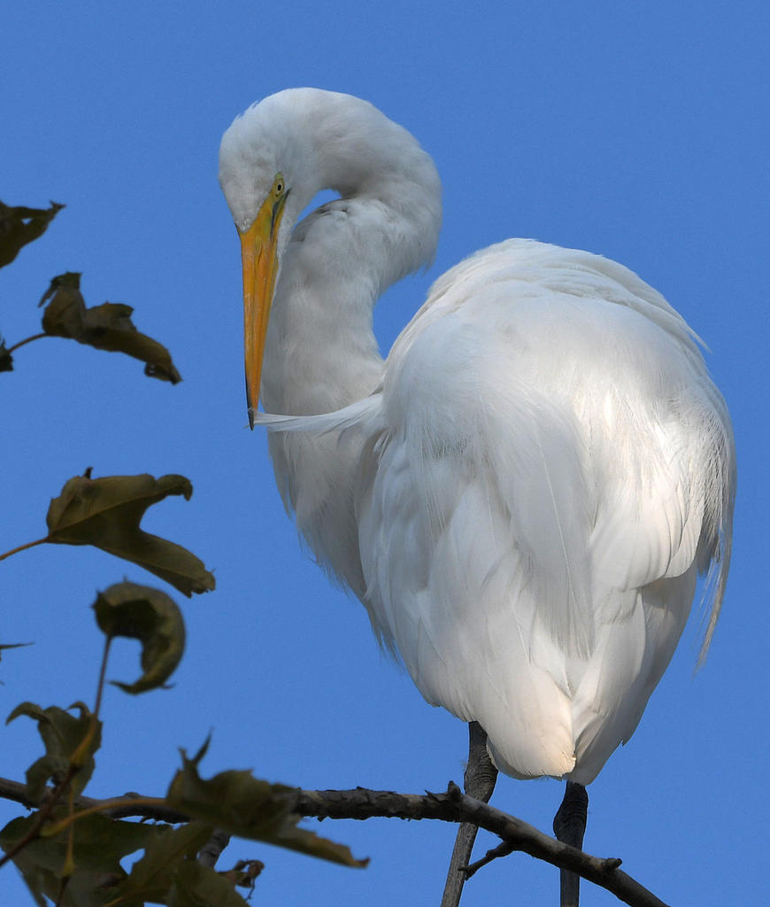 Egret.jpg