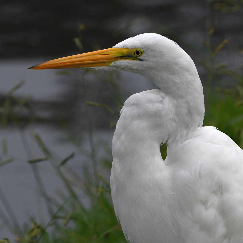 Egret.jpg