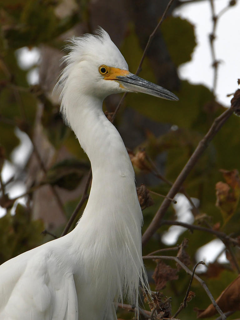 Egret.jpg