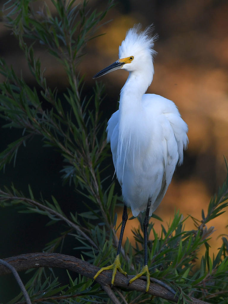 Egret.jpg