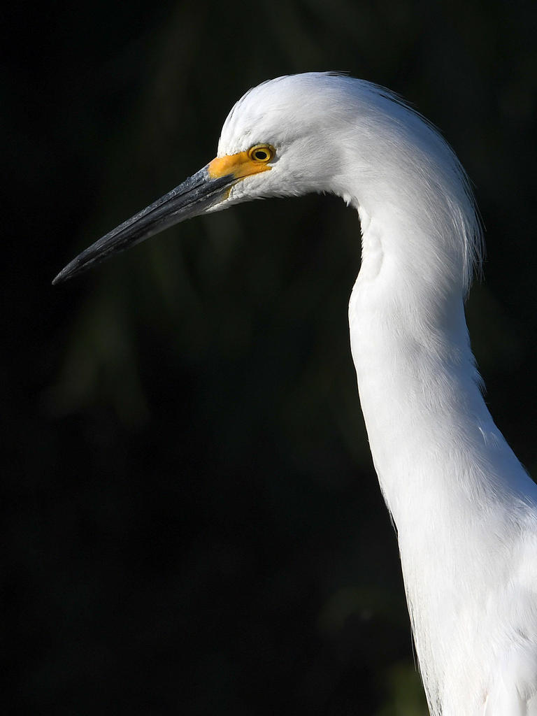 Egret.jpg