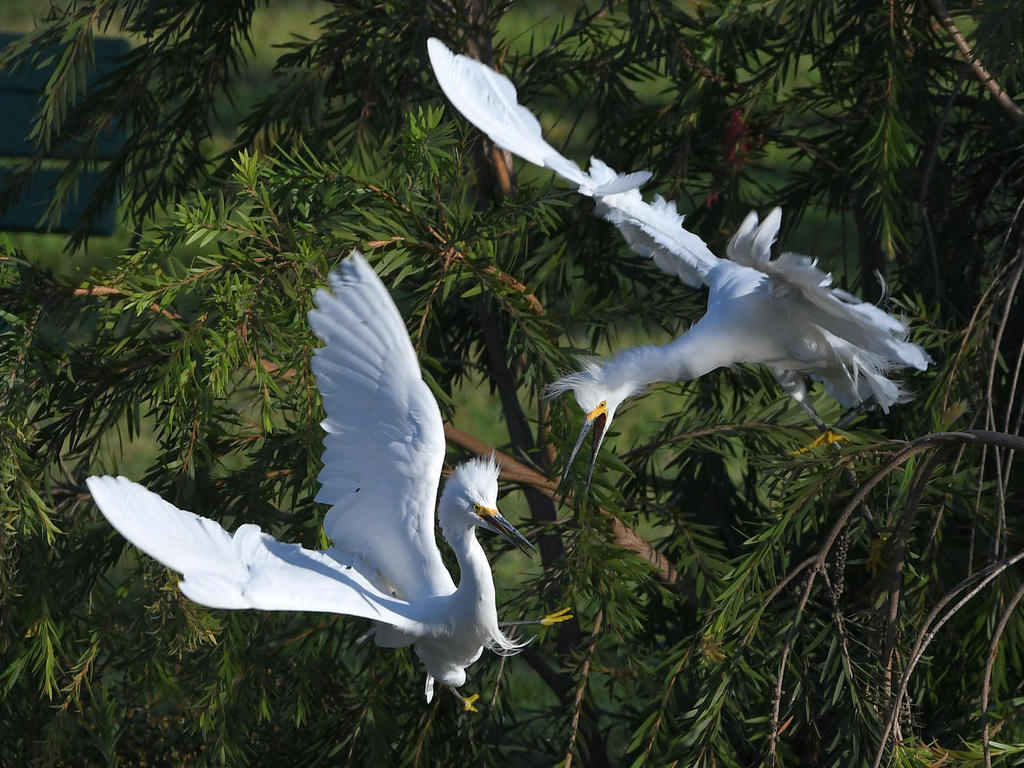 Egret.jpg