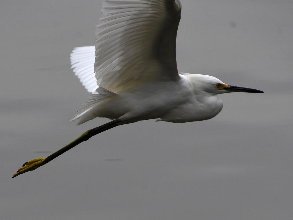 Egret.jpg