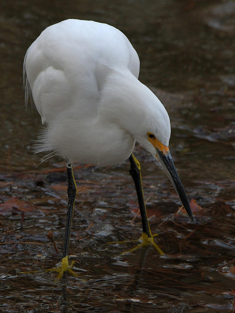 Egret.jpg