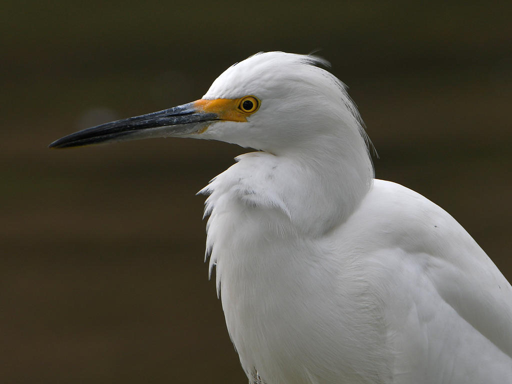 Egret.jpg