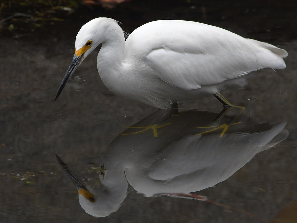 Egret.jpg