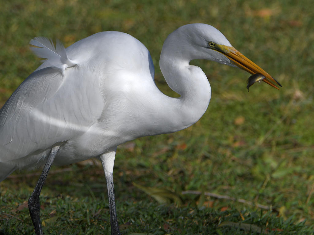 Egret.jpg