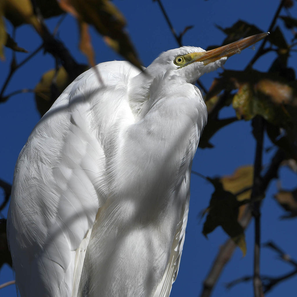 Egret.jpg
