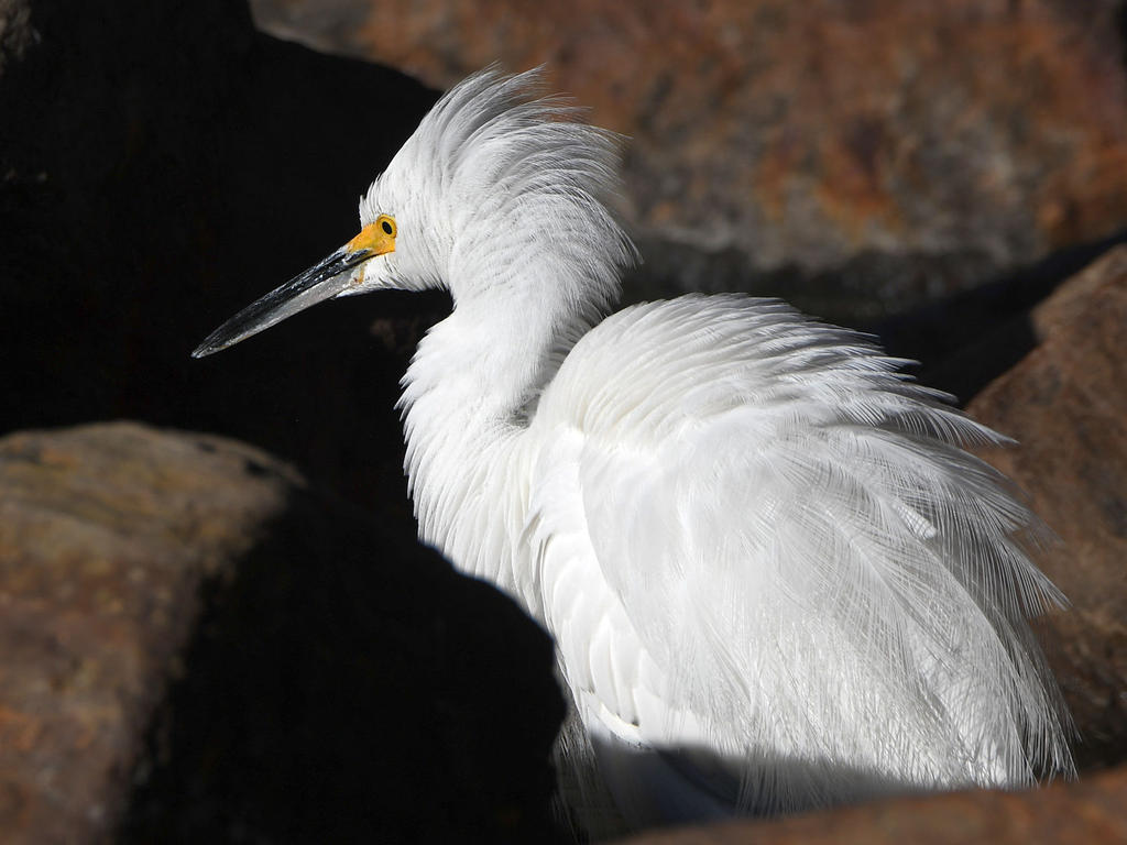 Egret.jpg