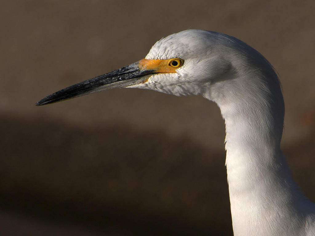 Egret.jpg