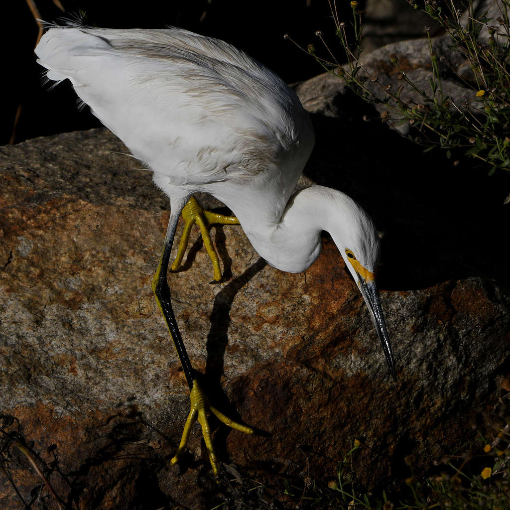 Egret.jpg
