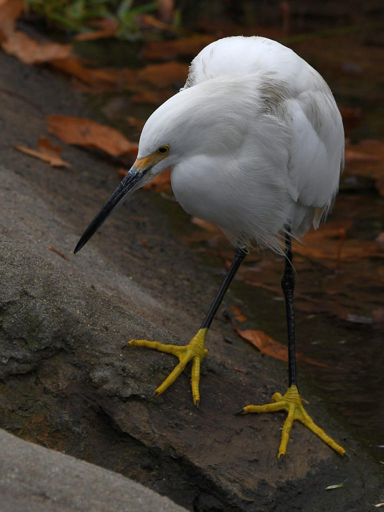 Egret.jpg