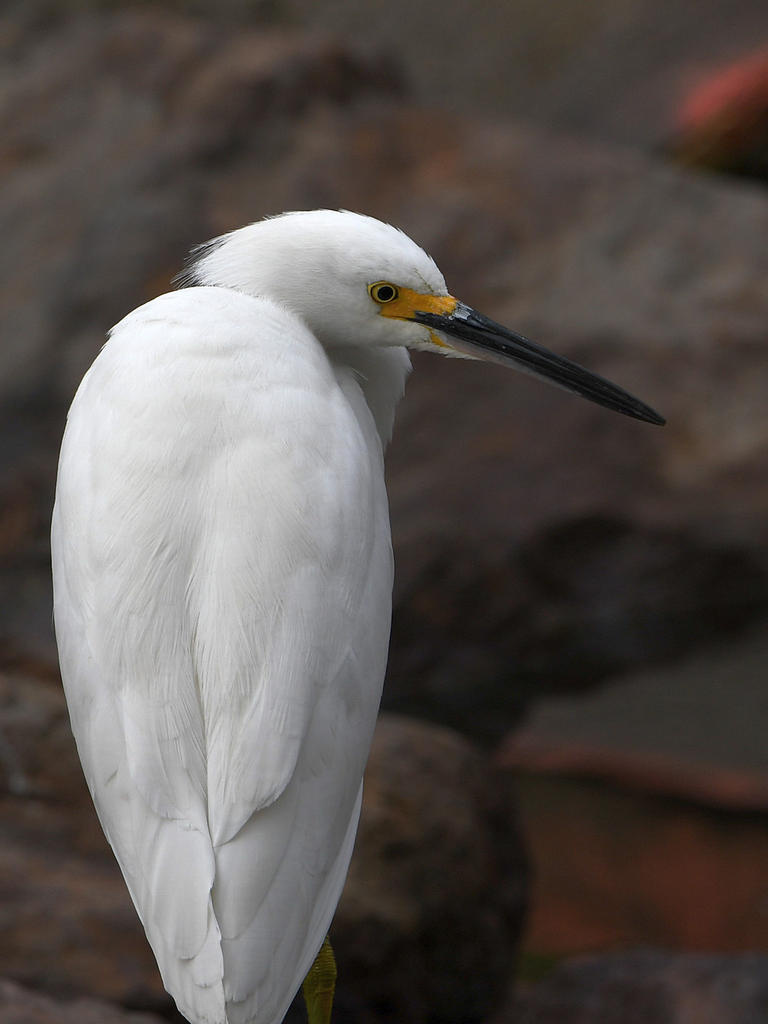 Egret.jpg