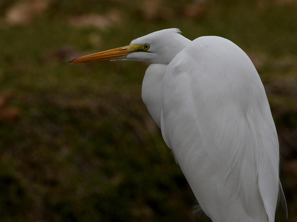 Egret.jpg