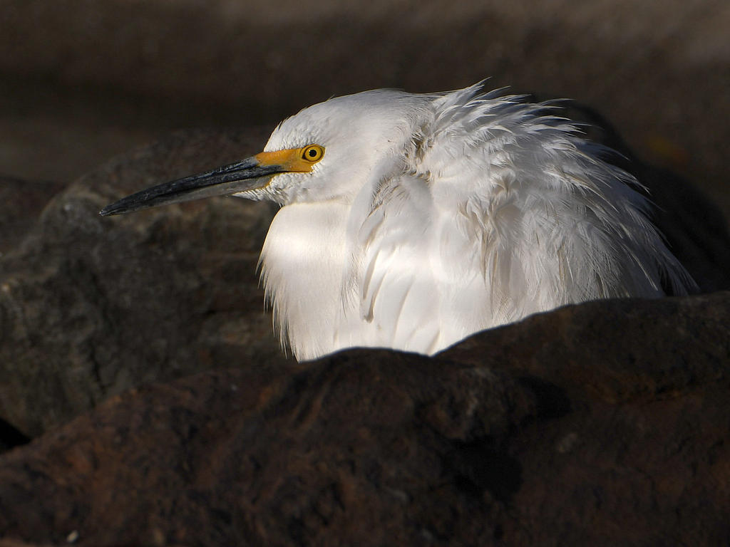 Egret.jpg