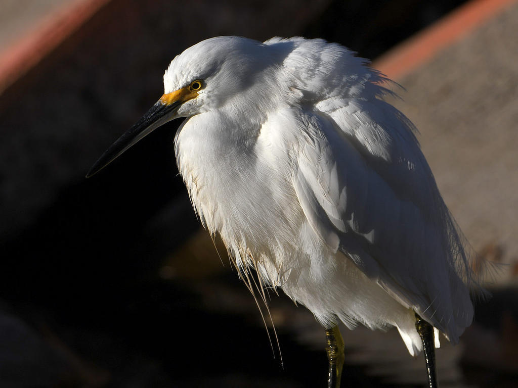 Egret.jpg