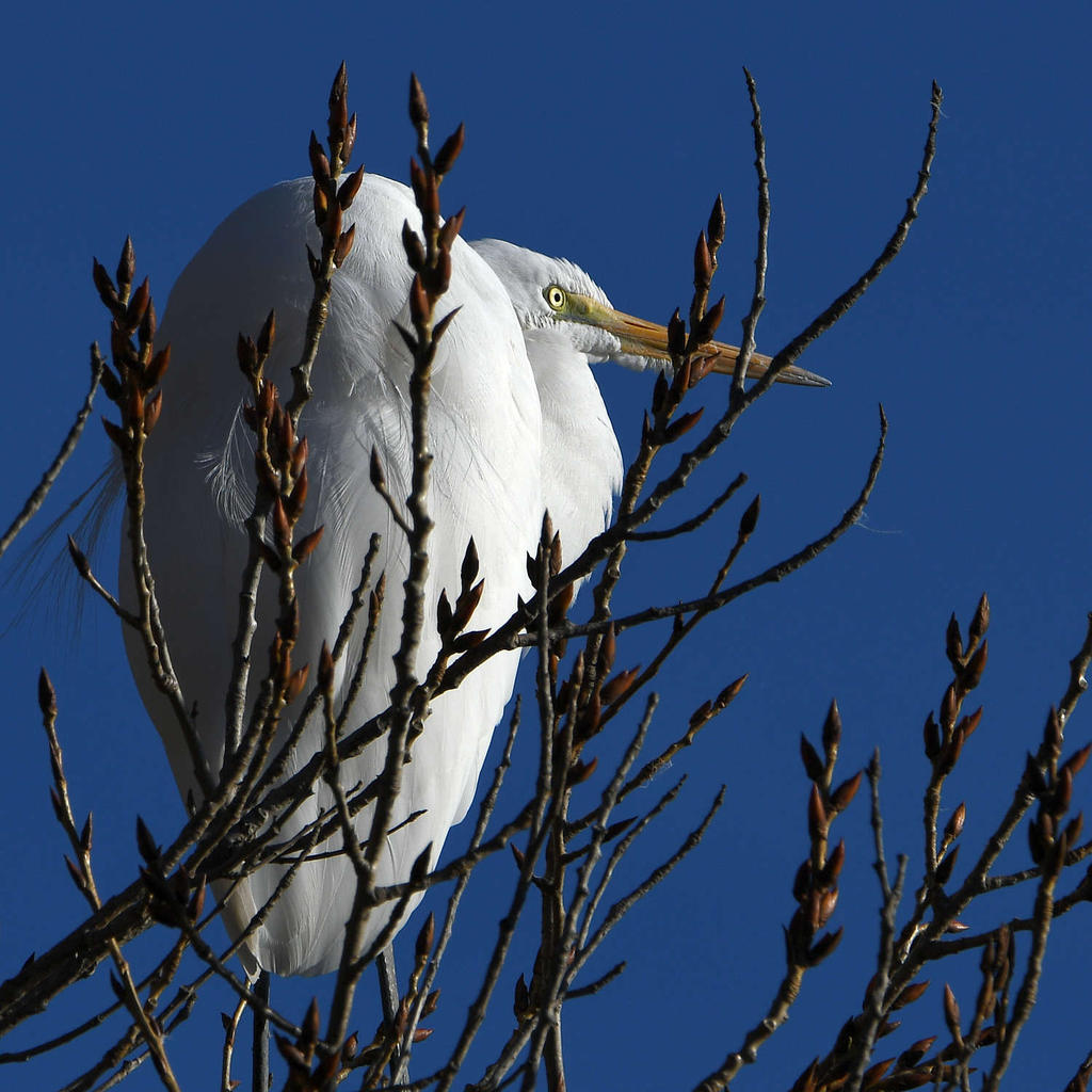 Egret.jpg