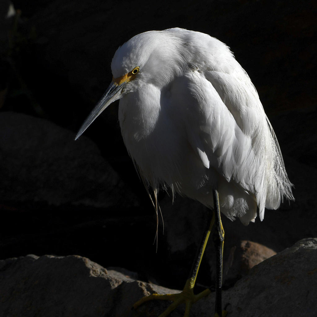 Egret.jpg