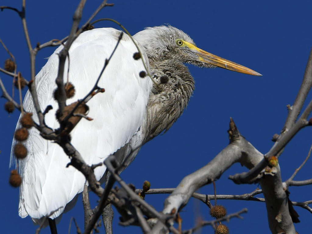 Egret.jpg