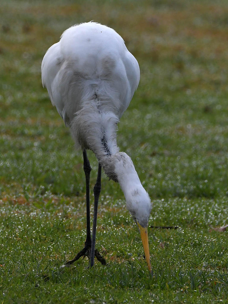 Egret.jpg