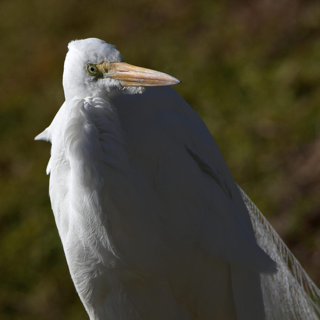 Egret.jpg